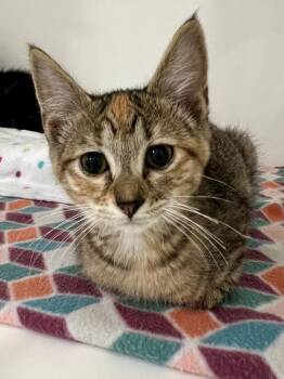 Mindy -  Domestic Short Hair Cat for Adoption in Nashville, Tennessee - Mindy | PetCurious
