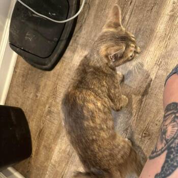 Sweetie -  Domestic Short Hair Cat for Adoption in Madison, Wisconsin - Sweetie | PetCurious
