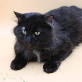 Domestic Long Hair Cats Available for Adoption in Martensdale, Iowa - Elvis | PetCurious