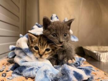 RUBI -  Domestic Short Hair Cat for Adoption in Tustin, California - RUBI | PetCurious