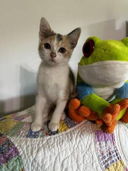 Serengeti Empress -  Calico and Domestic Short Hair Cat for Adoption in Georgetown, Kentucky - Serengeti Empress | PetCurious