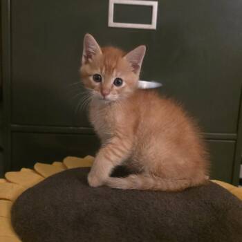 Darwin -  Domestic Short Hair Cat for Adoption in Houston, Texas - Darwin | PetCurious
