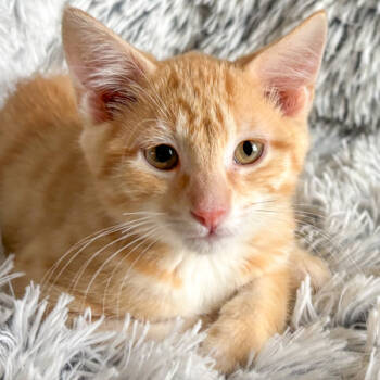 Rescue Domestic Short Hair Cats for Adoption in Des Moines, Iowa - Cheddar | PetCurious