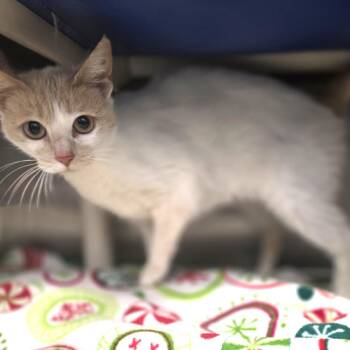 Moose -  Domestic Short Hair Cat for Adoption in Fort Wayne, Indiana - Moose | PetCurious