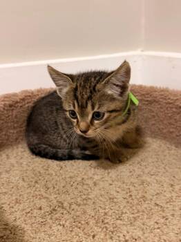 Domestic Short Hair Cats Available for Adoption in Newnan, Georgia - *Fluffernoodle | PetCurious