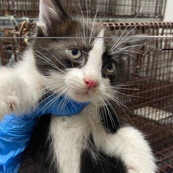 Domestic Short Hair Cats Available for Adoption in Philadelphia, Pennsylvania - French Fry | PetCurious