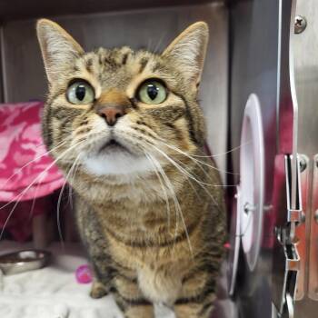 Ezri -  Domestic Short Hair Cat for Adoption in Fort Wayne, Indiana - Ezri | PetCurious