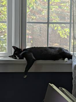 Kira -  Domestic Short Hair Cat for Adoption in Philadelphia, Pennsylvania - Kira | PetCurious