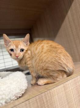 Josiah -  Domestic Short Hair Cat for Adoption in Bossier City, Louisiana - Josiah | PetCurious