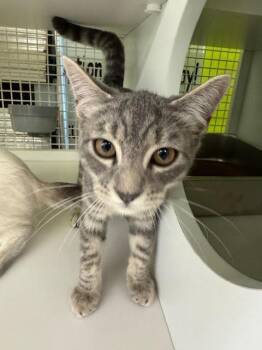 Domestic Short Hair Cats Available for Adoption in Fort Myers, Florida - Hunter | PetCurious
