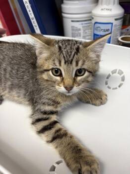 Cricket -  Domestic Short Hair Cat for Adoption in Black Eagle, Montana - Cricket | PetCurious