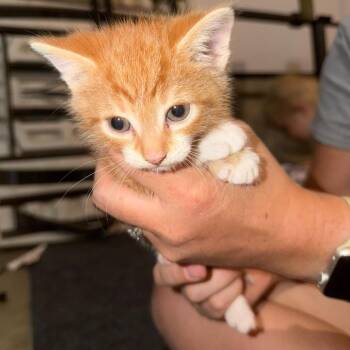 Pretzels Gleske -  Domestic Short Hair Cat for Adoption in Woodstock, Virginia - Pretzels Gleske | PetCurious