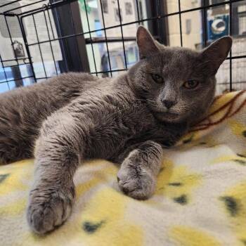 Domestic Short Hair Cats Available for Adoption - Dr. Smooth Brain, PhD | PetCurious