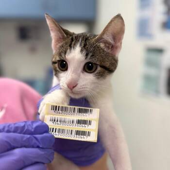Trotter -  Domestic Medium Hair Cat for Adoption in Charleston, West Virginia - Trotter | PetCurious