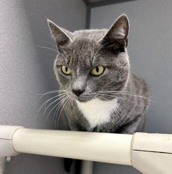 Rescue Domestic Short Hair Cats for Adoption in Lambertville, New Jersey - Monkey | PetCurious