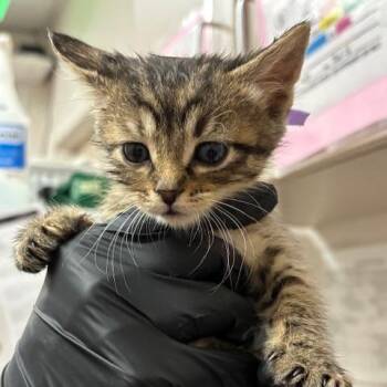 Prada -  Domestic Short Hair Cat for Adoption in Murray, Utah - Prada | PetCurious