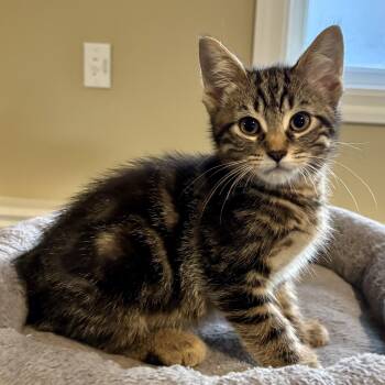 Mitchell -  Domestic Short Hair Cat for Adoption in Ottawa, Ontario - Mitchell | PetCurious