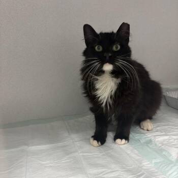 Domestic Medium Hair Cats Available for Adoption in Akron, New York - Whisper ARC26-150 | PetCurious