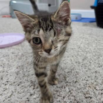 Cecelia -  Domestic Short Hair Cat for Adoption in Portage, Michigan - Cecelia | PetCurious