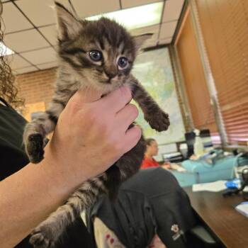 Sally -  Domestic Medium Hair Cat for Adoption in Birmingham, Alabama - Sally | PetCurious