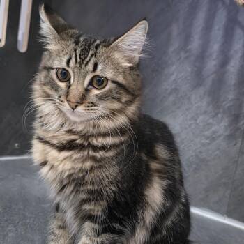 Ella -  Domestic Long Hair Cat for Adoption in Fort Worth, Texas - Ella | PetCurious