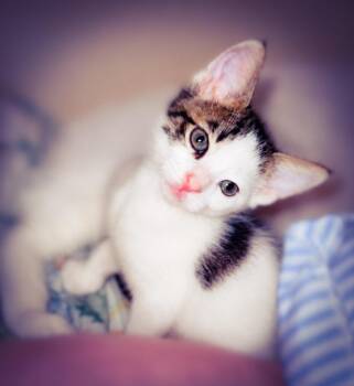 Indo -  Domestic Short Hair Cat for Adoption in Fresno, California - Indo | PetCurious