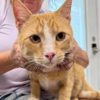 Sea Biscuit -  Domestic Short Hair Cat for Adoption in Kingman, Kansas - Sea Biscuit | PetCurious