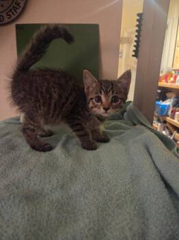 Pulp -  Domestic Short Hair Cat for Adoption in Parkville, Maryland - Pulp | PetCurious