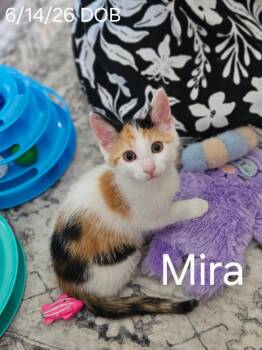 Mira -  Calico Cat for Adoption in Avondale, Pennsylvania - Mira | PetCurious