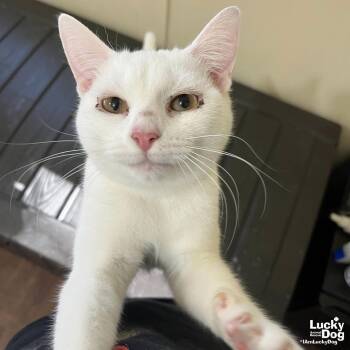 Domestic Short Hair Cats Available for Adoption - BoBa | PetCurious