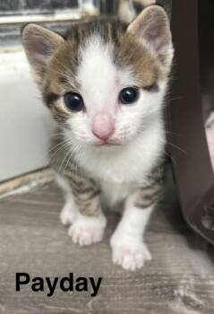 Payday -  American Shorthair Cat for Adoption in Telford, Pennsylvania - Payday | PetCurious