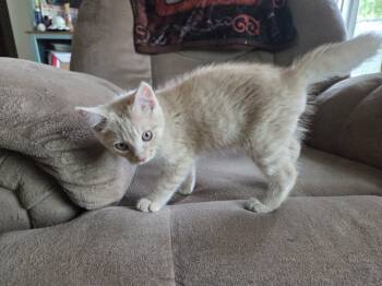 Hail -  Domestic Short Hair Cat for Adoption in Stoughton, Wisconsin - Hail | PetCurious