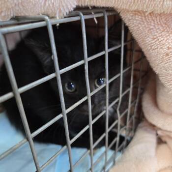 Bumble -  Domestic Short Hair Cat for Adoption in Newark, New Jersey - Bumble | PetCurious