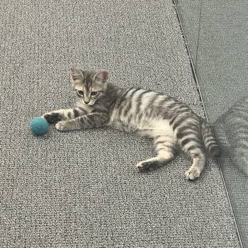 Domestic Short Hair Cats Available for Adoption in Costa Mesa, California - Peppa | PetCurious