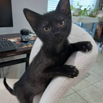 Phoenix -  Domestic Short Hair Cat for Adoption in Bentonville, Arkansas - Phoenix | PetCurious