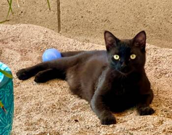 Domestic Short Hair Cats Available for Adoption in Phoenix, Arizona - Wolfgang | PetCurious