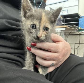 Rescue Domestic Short Hair Cats for Adoption in Dallas, Texas - BETH | PetCurious