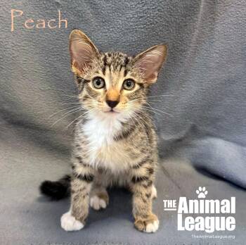 Peach -  Domestic Short Hair Cat for Adoption in Groveland, Florida - Peach | PetCurious