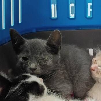 Lasagna Classico -  Domestic Short Hair Cat for Adoption in Columbus, Georgia - Lasagna Classico | PetCurious
