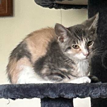 Olivia -  Domestic Short Hair Cat for Adoption in Mount Vernon, Arkansas - Olivia | PetCurious