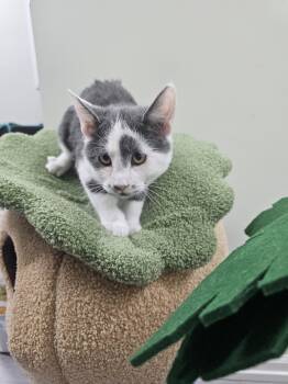 Rescue Domestic Short Hair Cats for Adoption in Pleasantville, New Jersey - Petey | PetCurious