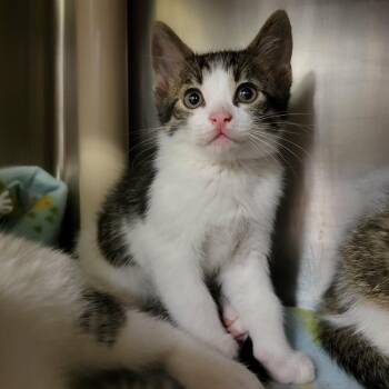 Pencil -  Domestic Short Hair Cat for Adoption in Columbia, Missouri - Pencil | PetCurious
