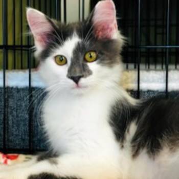 Elmer -  Domestic Short Hair Cat for Adoption in Des Moines, Iowa - Elmer | PetCurious