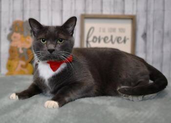 Kio -  Domestic Short Hair Cat for Adoption in Roanoke, Texas - Kio | PetCurious