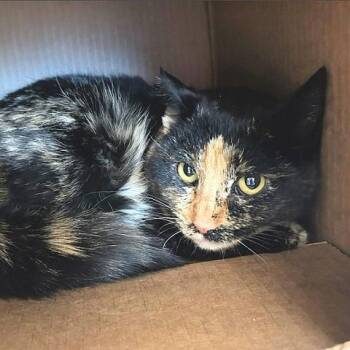 Tortoiseshell Cats Available for Adoption - Cortana | PetCurious