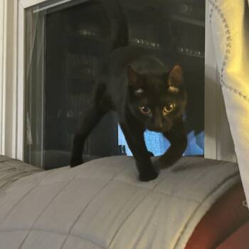 Rescue Domestic Short Hair Cats for Adoption in Oak Park, Michigan - Jinx | PetCurious