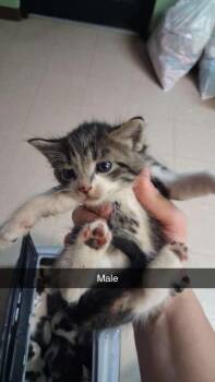 Domestic Long Hair Cats Available for Adoption in Burnsville, North Carolina - Crinkle | PetCurious