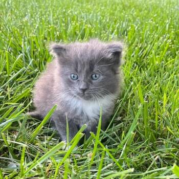 Freddie -  Domestic Medium Hair Cat for Adoption in Winston-salem, North Carolina - Freddie | PetCurious
