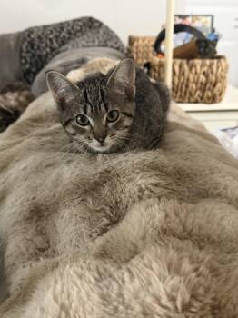Hope -  Domestic Short Hair Cat for Adoption in Farmington, Minnesota - Hope | PetCurious