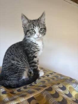 Bianca -  Domestic Short Hair Cat Available for Adoption in Ottawa, Ontario - Bianca | PetCurious